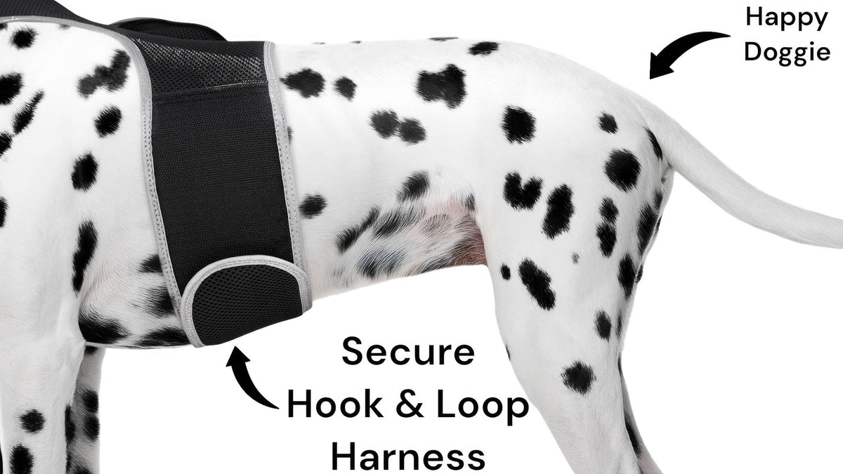 Portable GPS Tracking for Dog Realtime Waterproof Collar Pet Tracker Size:XS