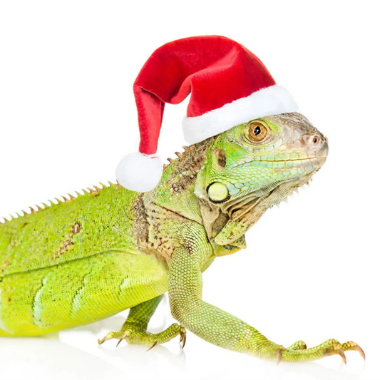 Cute Christmas Hat & Scarf Set for Pets - Perfect for Lizards, Chickens, and Guinea Pigs