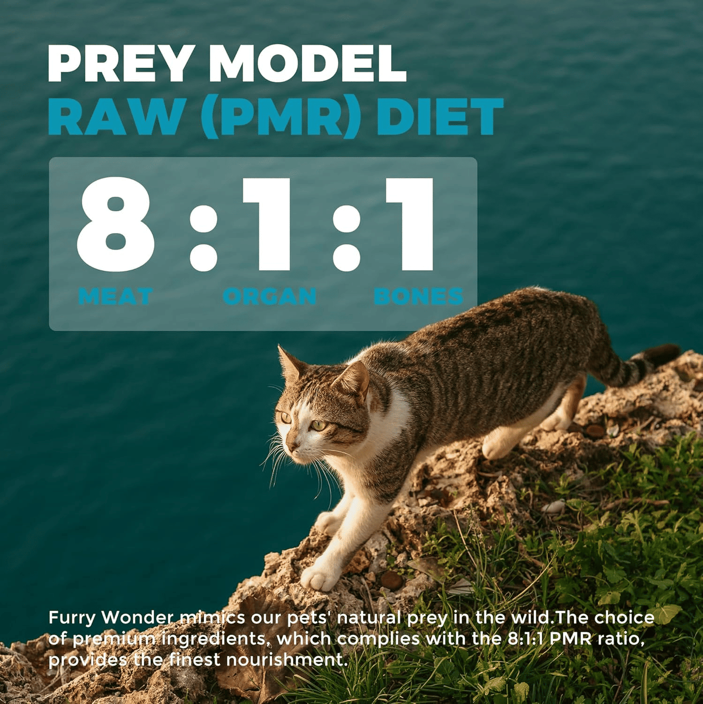 Freeze Dried Raw Cat Food Grain Free Mighty Bites for Cats 16oz High Protein Cat Food for All Breeds and Life Stages, Chicken & Pigeon