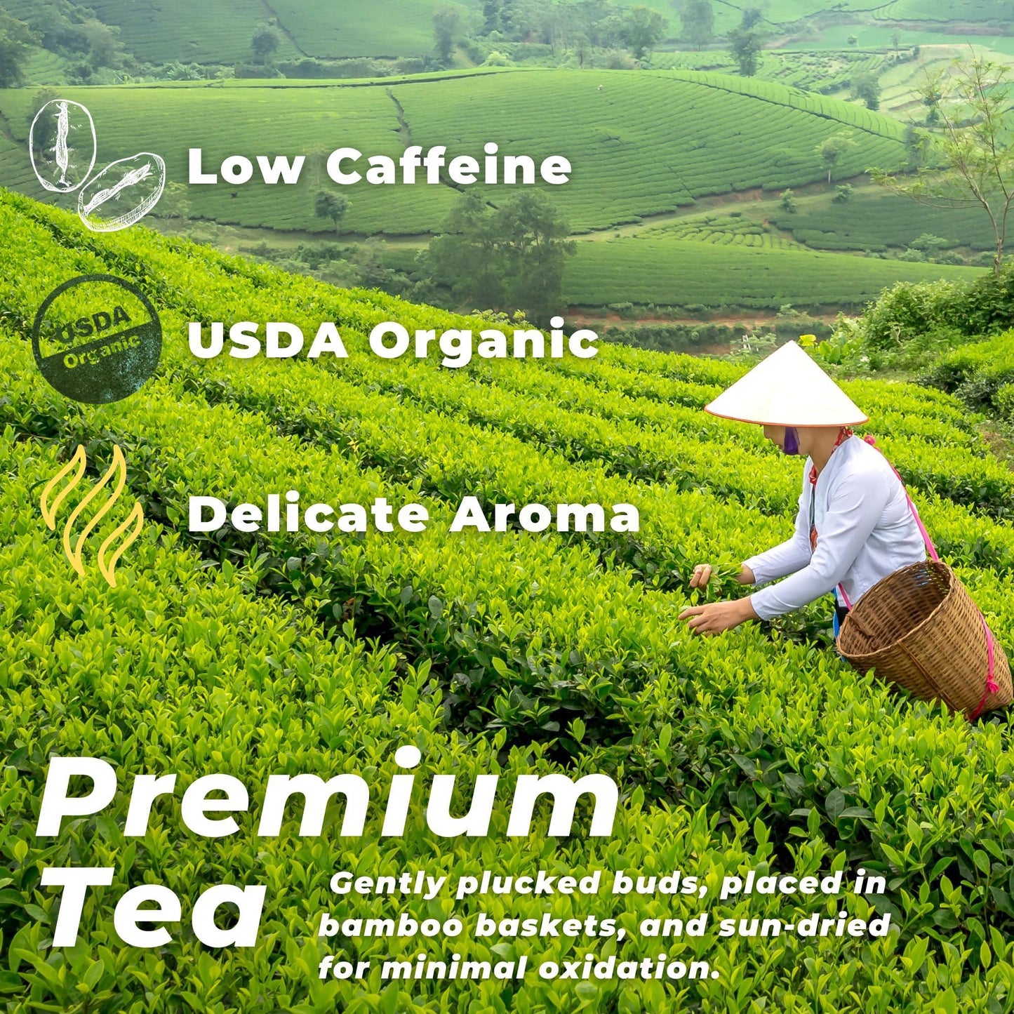 White Tea Organic Silver Needle Tea 1 lb of Premium Silver Needle White Tea Rich in Antioxidants Organic White Tea Loose Leaf White Tea Leaves