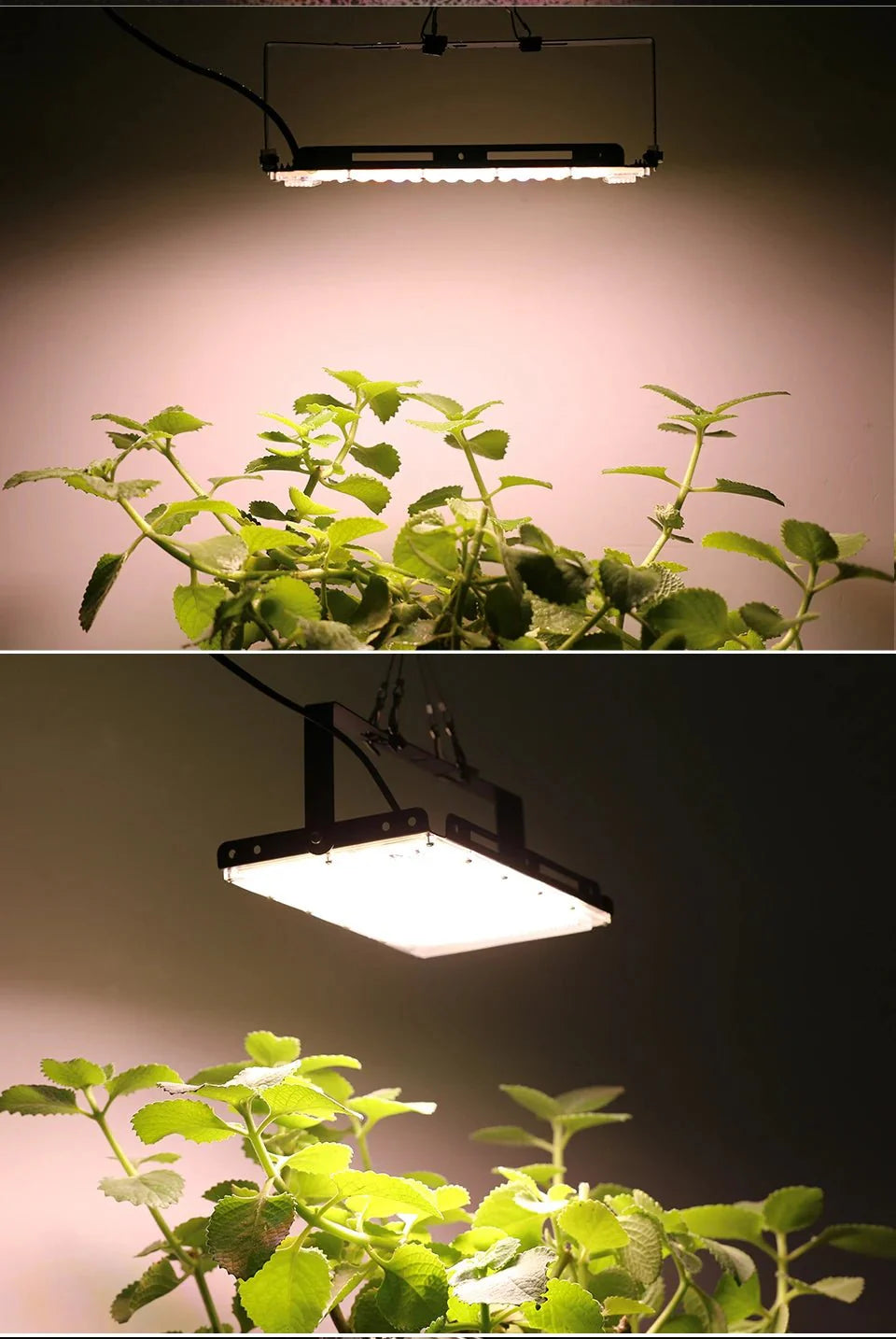Photosynthesis Overlord: The 50W-150W LED Grow Light That Turns Plants Into Beasts