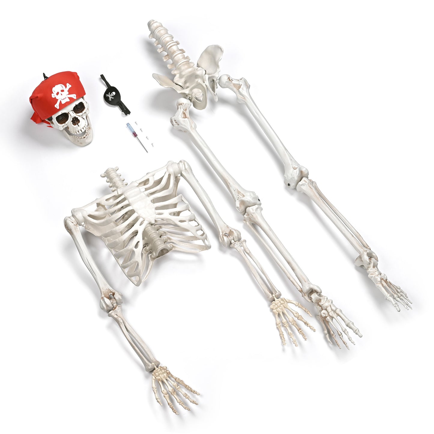 Halloween 5.4 FT Skeleton Bones
