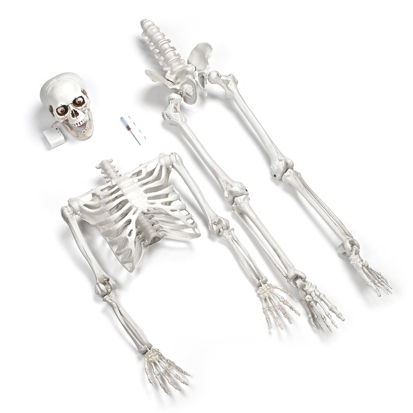 Skeleton Bones Halloween